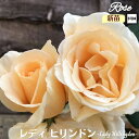 \当店オリジナル5号鉢仕様/ バラ苗 レディヒリンドン 1年生新苗 接木苗 ◇OR オールドローズ◇ バラ 苗 新苗 薔薇 ばら 四季咲き 送料無料