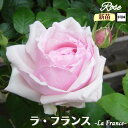 \当店オリジナル5号鉢仕様/ バラ苗 ラフランス 5号鉢仕様 1年生新苗 接木苗 ◇OR オールドローズ◇ バラ 苗 新苗 薔薇 ばら 四季咲き 送料無料