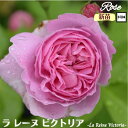 \当店オリジナル5号鉢仕様/ バラ苗 ラレーヌビクトリア 1年生新苗 接木苗 ◇OR オールドローズ◇ バラ 苗 新苗 薔薇 ばら 返り咲き 送料無料
