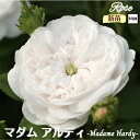 \当店オリジナル5号鉢仕様/ バラ苗 マダムハーディ(マダムアルディ) 1年生新苗 接木苗 ◇OR オールドローズ◇ バラ 苗 新苗 薔薇 ばら 一季咲き 送料...