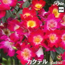 \当店オリジナル8号鉢仕様/ バラ苗 カクテル 2年生大苗 接木苗 ◇CL クライミングローズ◇ つるバラ バラ 苗 大苗 薔薇 ばら 四季咲き 送料無料