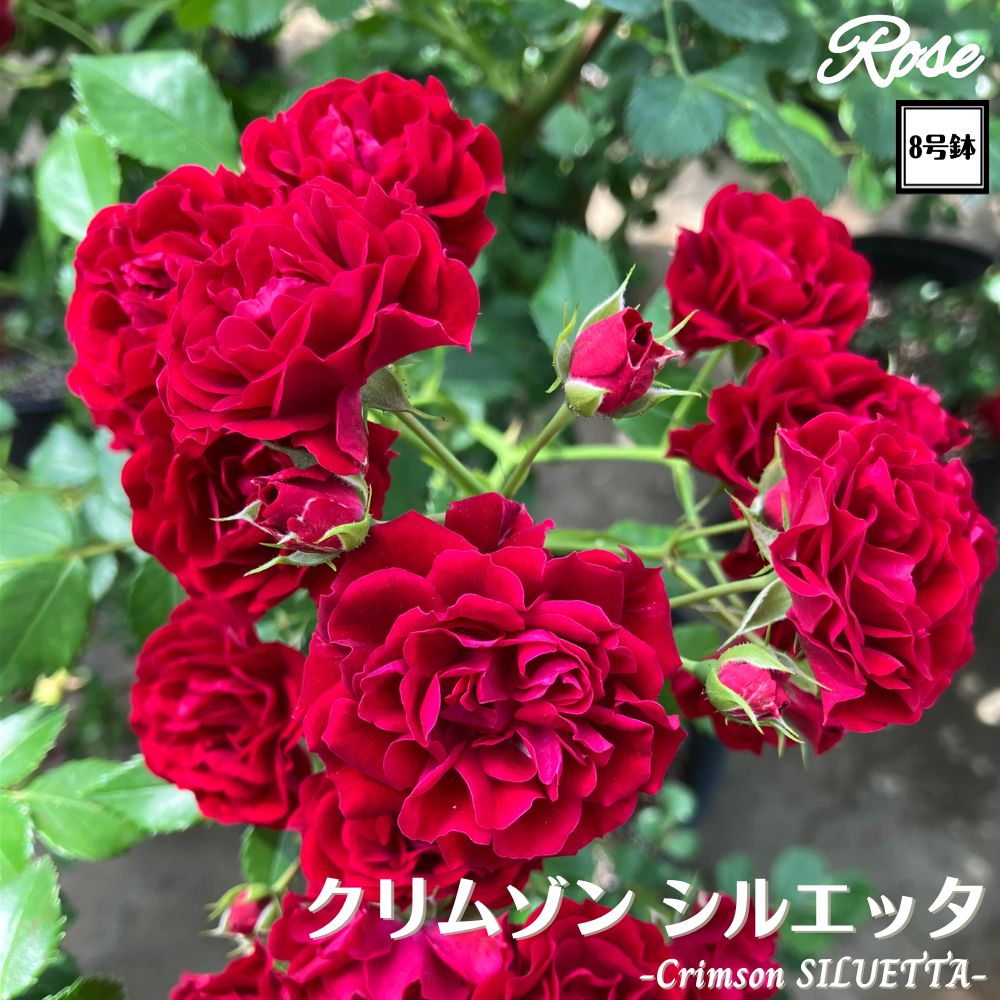 〔予約商品〕＼当店オリジナル8号鉢仕様／ バラ苗 クリムゾンシルエッタ 2年生大苗 接木苗 ◇CL クライミングローズ◇ バラ 苗 大苗 薔薇 ばら 四季咲き 送料無料