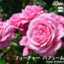 植え替え不要！！容量たっぷりな8号鉢でお届け！！ 当店オリジナルのバラ苗専用土に植え付けた状態でお届けしますのでこのまま管理して開花させることが出来ます！ ピンクの花が美しく咲く大輪系です。花付きがよくコンパクトにまとまるので、鉢でも育てられます。 上品なダマスクを含む印象深い香りが特徴。NHK　Eテレ「趣味の園芸」で司会を務められた吹田明日香さんに捧げられたバラです。 商品詳細 植物 バラ苗 科名 バラ科 鉢サイズ 8号鉢（直径24cm） 樹高 鉢底から約30〜40cm　（品種により異なります） 開花期 一般的に初夏〜秋 日当たり条件 日当たりを好みます 水やり・肥料 初夏〜秋の生育期は土が乾いたらたっぷり与えてください。冬は休眠期のため乾いたら与えてください。 肥料は花後の追肥と冬の寒肥を与えてください。 品種特性 ●系統・・・HT ●開花・・・四季咲き ●香り・・・4（1〜4レベル） ●花形・・・半剣弁咲～ロゼット咲 ●花径・・・8cm ●樹形・・・半横張り性 ●耐病・・・うどんこ/強い・黒点/強い ●用途・・・ガーデン・鉢植え 注意点 ※植物のため樹形・枝数は全て異なります。 ◆送料無料（北海道・九州は+300円別途送料がかかります。）(※沖縄・離島は要問合せ)