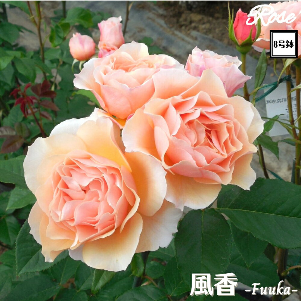 ＼当店オリジナル仕様／ バラ苗 風香（ふうか） 8号鉢 二年生大苗 接木苗◇S シュラブ◇禅ローズ バラ 苗 大苗 薔薇 四季咲き 送料無料のサムネイル