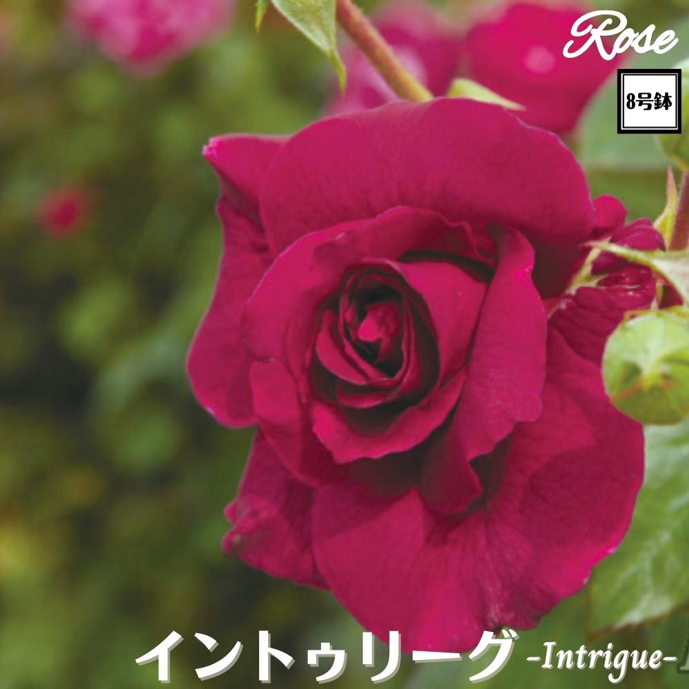 〔予約商品〕＼当店オリジナル8号鉢仕様／ バラ苗 イントリーグ 8号鉢 二年生大苗 接木苗 8号鉢 二年生大苗 接木苗◇FL フロリバンダ◇イントゥーリーグ バラ 苗 大苗 薔薇 四季咲き 送料無料