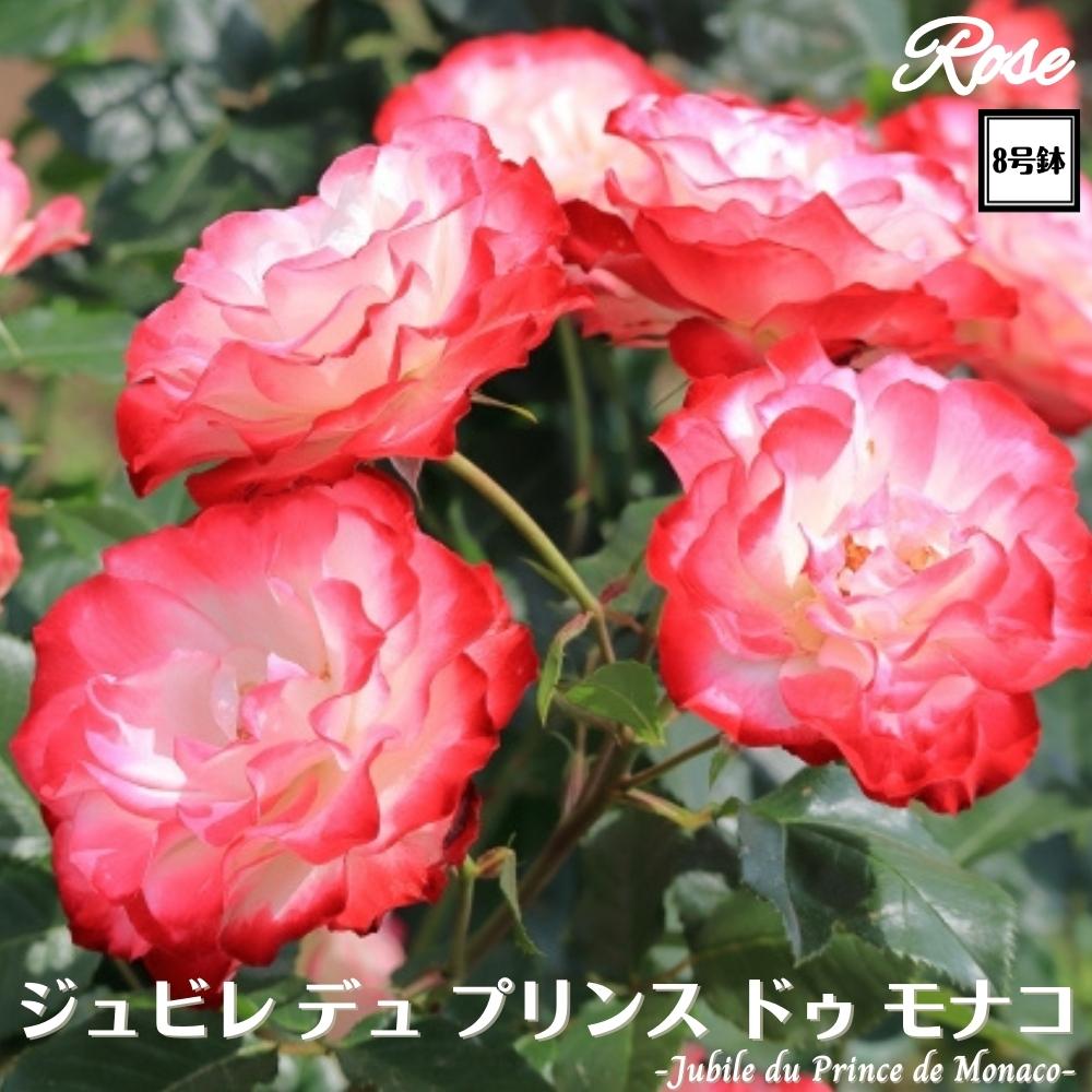 〔予約商品〕＼当店オリジナル8号鉢仕様／ バラ苗 ジュビレデュプリンスドゥモナコ 8号鉢 二年生大苗 接木苗◇FL フロリバンダ◇バラ 苗 大苗 薔薇 四季咲き 送料無料