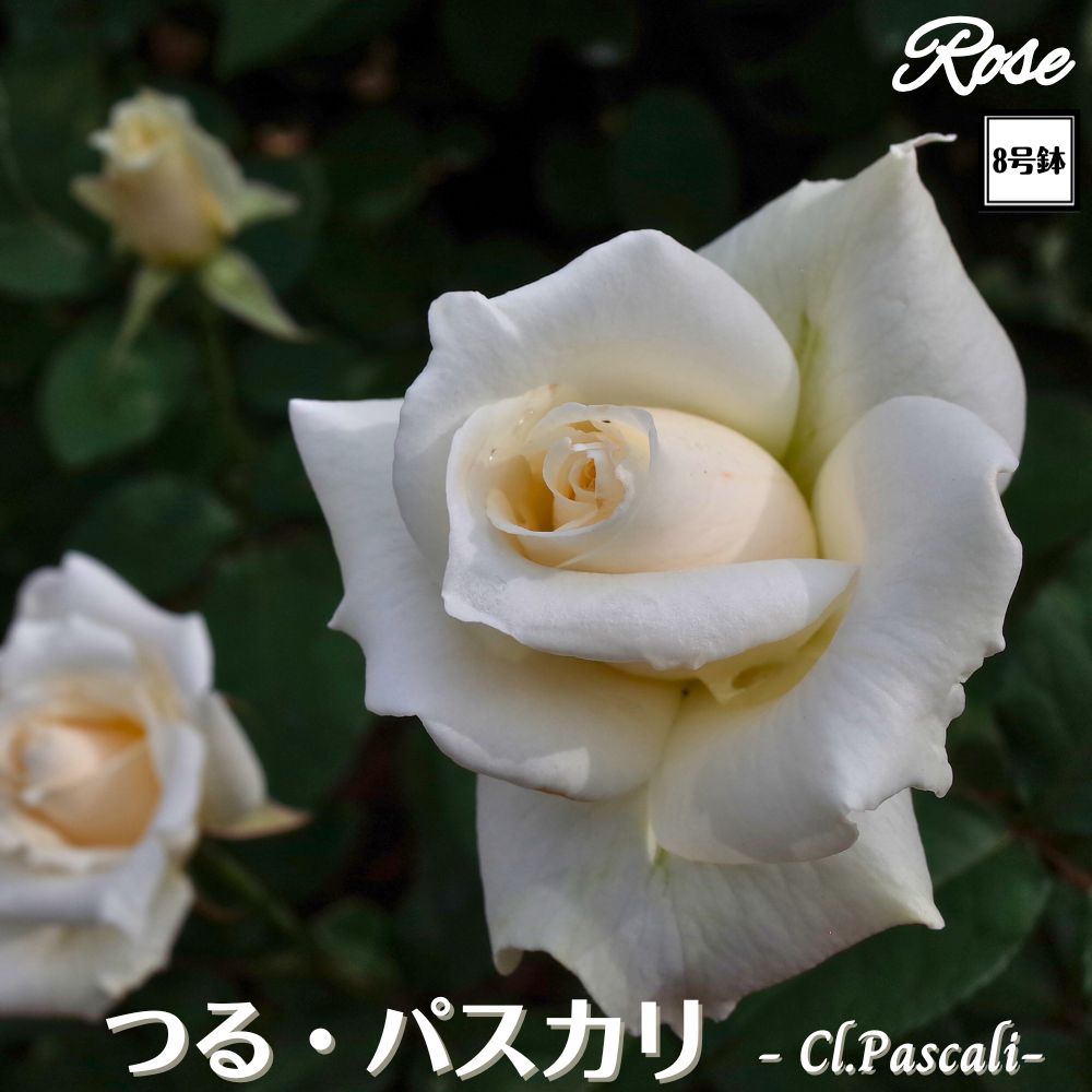 〔予約商品〕＼当店オリジナル8号鉢仕様／ バラ苗 パスカリ つる 2年生大苗 接木苗 ◇CL クライミングローズ◇ つるバラ バラ 苗 大苗 薔薇 ばら 四季咲き 送料無料