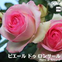 \当店オリジナル8号鉢仕様/ バラ苗 ピエールドゥロンサール 2年生大苗 接木苗 ◇CL クライミングローズ◇ つるバラ バラ 苗 大苗 薔薇 ばら 四季咲き ...