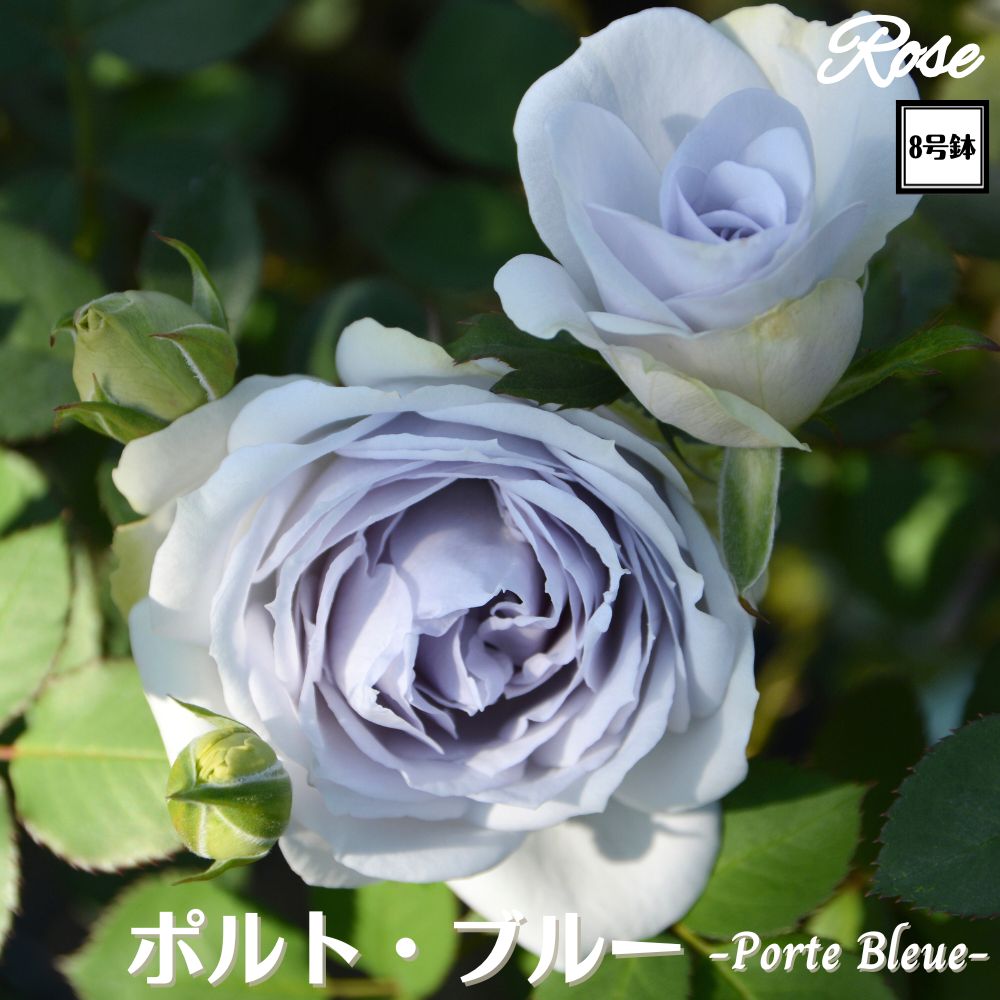 〔予約商品〕＼当店オリジナル8号鉢仕様／ バラ苗 ポルトブルー 2年生大苗 接木苗 ◇FL フロリバンダ◇ロサオリエンティス バラ 苗 大苗 薔薇 ばら 四季咲き 送料無料のサムネイル