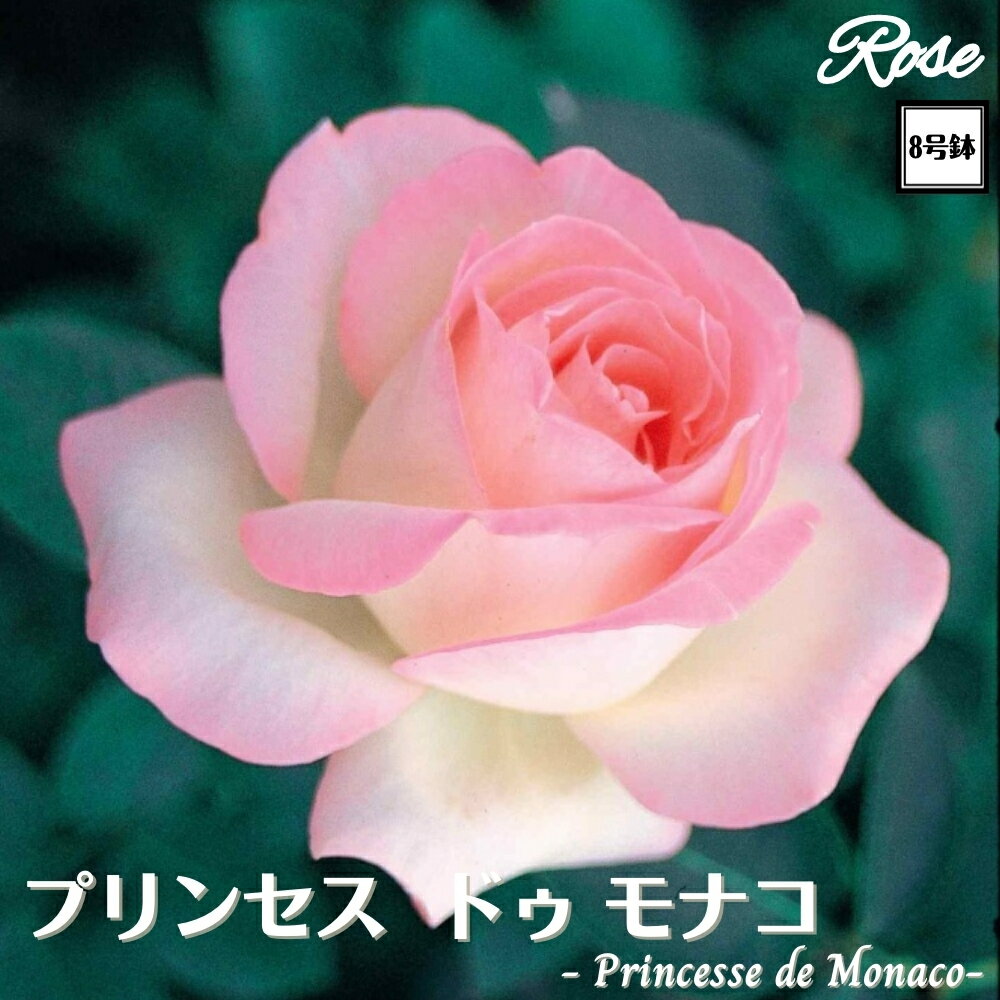楽天市場】バラ(サイズ(植木鉢)7 ~ 9号)(鉢花|花・観葉 楽天市場】バラ(サイズ(植木鉢)7 ~ 9号)(鉢花|花・観葉
