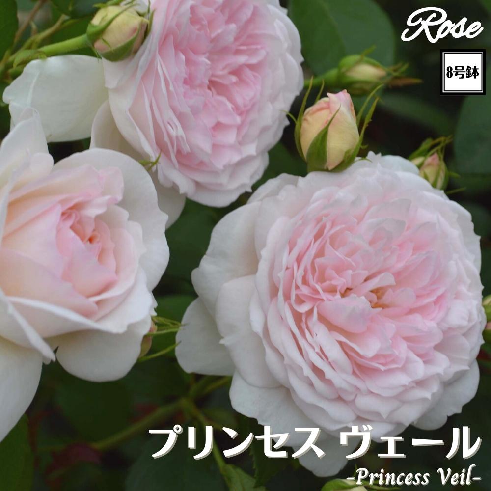 ★スーパーSALE 100円OFFクーポン★＼当店オリジナル8号鉢仕様／ バラ苗 プリンセスヴェール 2年生大苗 ..