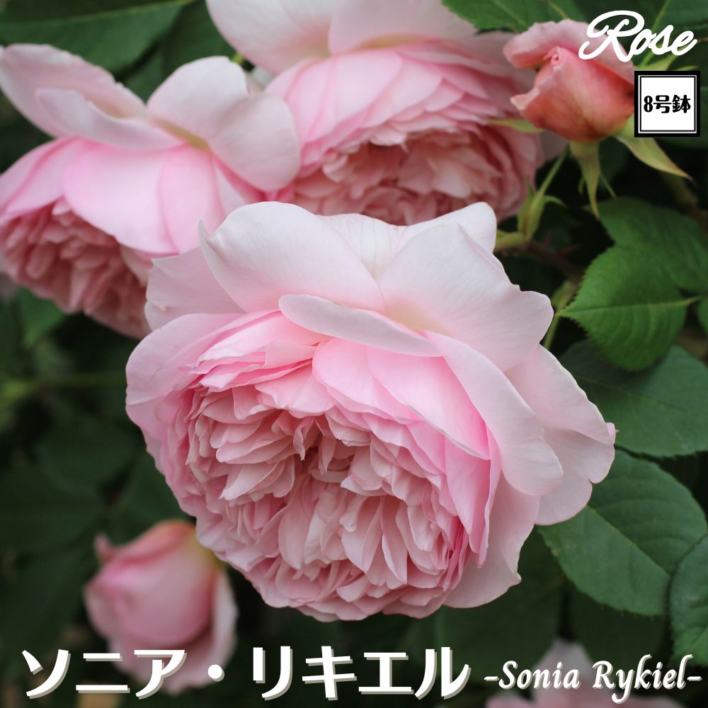 〔予約商品〕＼当店オリジナル8号鉢仕様／ バラ苗 ソニアリキエル 2年生大苗 接木苗 ◇S シュラブ◇GUILLOT ギヨー バラ 苗 大苗 薔薇 ばら 四季咲き 送料無料