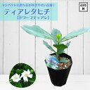 タヒチの国花 《ドワーフティアレタヒチ 4.5号苗 植え替え不要》鉢植え ガーデニアタイタンシス タヒチクチナシ
