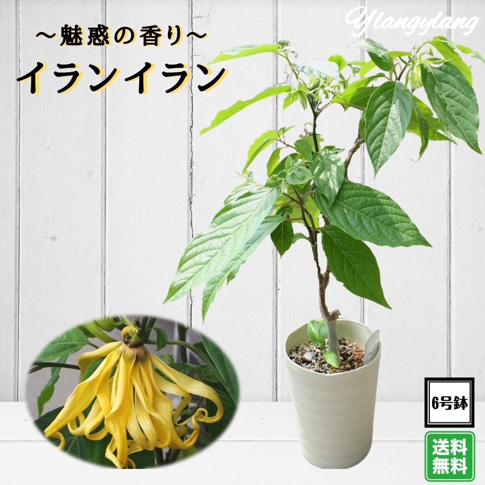 から厳選した 日本では非常に生産量が少ない希少熱帯植物 Aグレード品セレクト苗 イランイランの木 ６号鉢 希少熱帯植物 魅惑の香り 送料無料 Klassika Lv