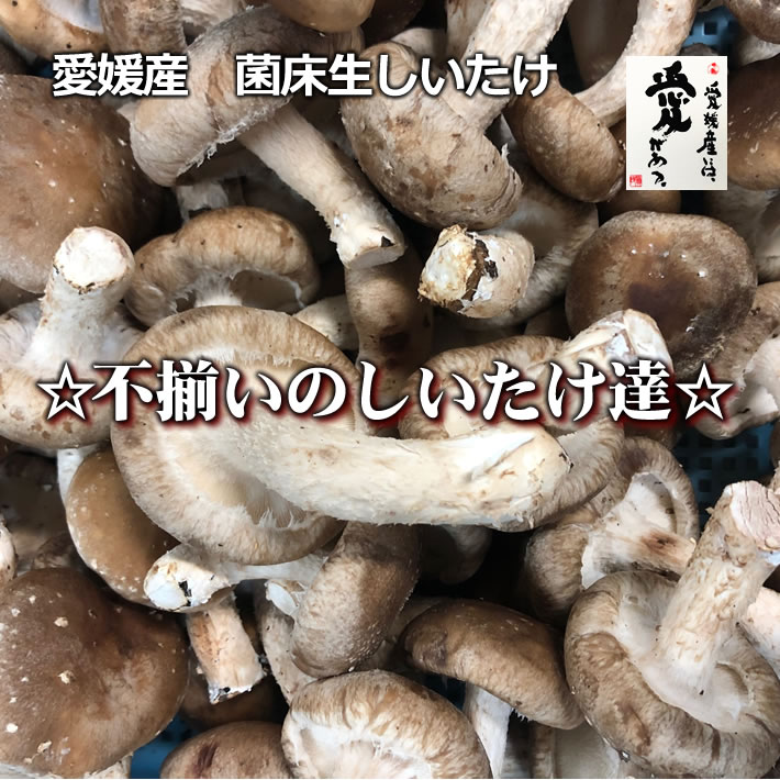 愛媛産　菌床生しいたけ　☆不揃いのしいたけ達☆訳あり大きさ無選別 1kg【送料無料・北海道沖縄離島は＋770円】