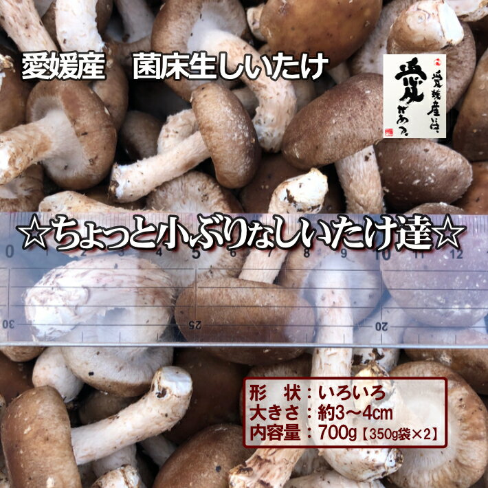 愛媛産　菌床生しいたけ　☆ちょっと小ぶりなしいたけ達☆　大きさ3～4cm程度を700g【送料無料・北海道沖縄離島は＋770円】