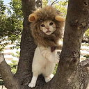 ドッグウェア かわいい 帽子 猫 ライオン ヘッドギア アクセサリー ドレスアップ コーギー ファニー コメディ