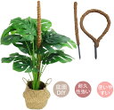ココスティック 2点セット モンステラ支柱 観葉植物 支柱 園芸支柱 植物 ガーデニング用 花ささえ ココナッツ支柱 植物サポート つる性植物 トマト ポトス ...