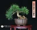吾妻五葉松【大巓性】ダイテンショウ 実生 ミニ盆栽【泰寿園 Online】現品 一点物 松 盆栽 松柏 室内 鑑賞 趣味 卓上盆栽 盆栽鉢 グリーン 和 ギフト...