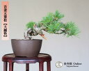 吾妻五葉松【大巓性】ダイテンショウ 実生 根上り 小品盆栽【泰寿園 Online】現品 一点物 松 盆栽 松柏 室内 鑑賞 趣味 卓上盆栽 盆栽鉢 グリーン 和...
