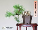 吾妻五葉松【大巓性】ダイテンショウ 実生 根上り 小品盆栽【泰寿園 Online】現品 一点物 松 盆栽 松柏 室内 鑑賞 趣味 卓上盆栽 盆栽鉢 グリーン 和 ギフト プレゼント 贈答品 ミニ盆栽 誕生日 母の日 父の日 敬老の日 記念日 お祝い 初心者 優良葉性 インテリア