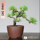 【泰寿園 Online】 五葉松【葵】アオイ ミニ盆栽 小品盆栽 現品 一点物 接ぎ木 松 盆栽 五葉松 松柏 初心者 室内 鑑賞 趣味 卓上盆栽 盆栽鉢 グリ...