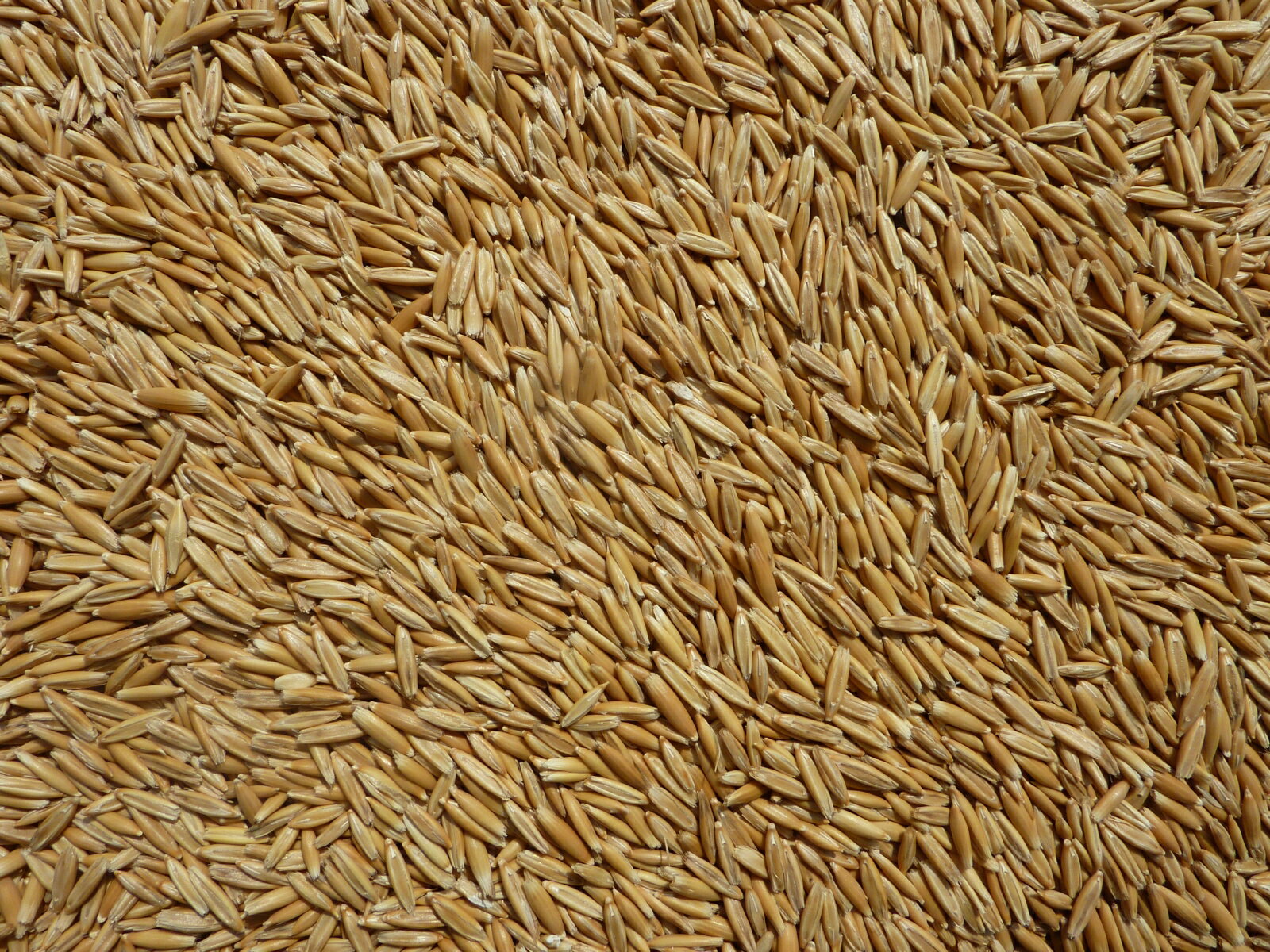 皮付き燕麦　20kg　オーツ麦　中型インコ　大型インコ　ハムスター　うさぎ　小動物　猫が食べる草