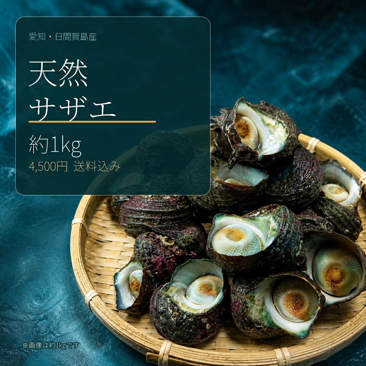 【送料込み】日間賀島産 天然サザエ 約1kg 大中小混じり 素潜り漁 活サザエ つぼ焼き BBQ 海鮮 愛知県産 産地直送