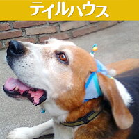 楽天市場 たれ耳 外耳炎 犬 たれ耳犬 犬の健康 耳の病気 耳のケア 通気性 ジメジメ じめじめ マラセチア菌 耳上げ たれ耳アップ 中型犬 小型犬 マルチーズ キャバリア トイプードル ビーグル ダックスフンド コッカー シーズー たれ耳アップだワン Tailhouse テイルハウス 楽天市場 たれ耳 外耳炎 犬 たれ耳犬 犬の健康 耳の病気 耳のケア 通気性 ジメジメ じめじめ マラセチア菌 耳上げ たれ耳アップ 中型犬 小型犬 マルチーズ キャバリア トイプードル ビーグル ダックスフンド コッカー シーズー たれ耳アップだワン Tailhouse テイルハウス