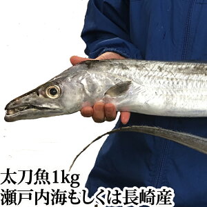 太刀魚 1kg （ 山口県周防大島産 もしくは 長崎 のブランド 五島太刀 ） （ 釣り たちうお タチウオ 刺身 生 1尾 特大 ビッグ ）