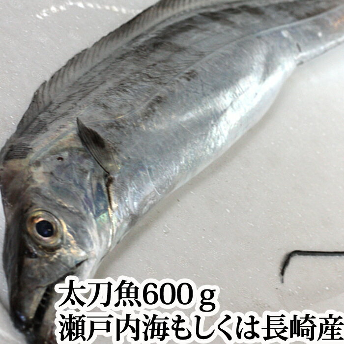 太刀魚の締め方ガイド 持ち帰る際の鮮度を保つ保存方法もご紹介 2ページ目 暮らし の