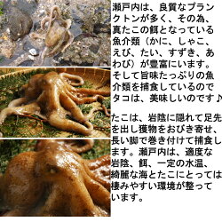 広島産の生真たこMサイズ1.5kg、半生にボイルしたお刺身はたこ本来の旨味、甘み、歯応えが味わえます!ボイルの仕方レシピ付き【半夏生タコ生たこ】