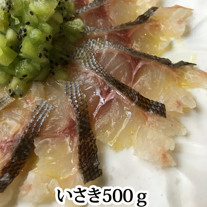 【販売開始しました！】『イサキ 500g 愛媛県産もしくは大分県産（4〜5人前）』（いさき 伊佐木 梅雨イ..