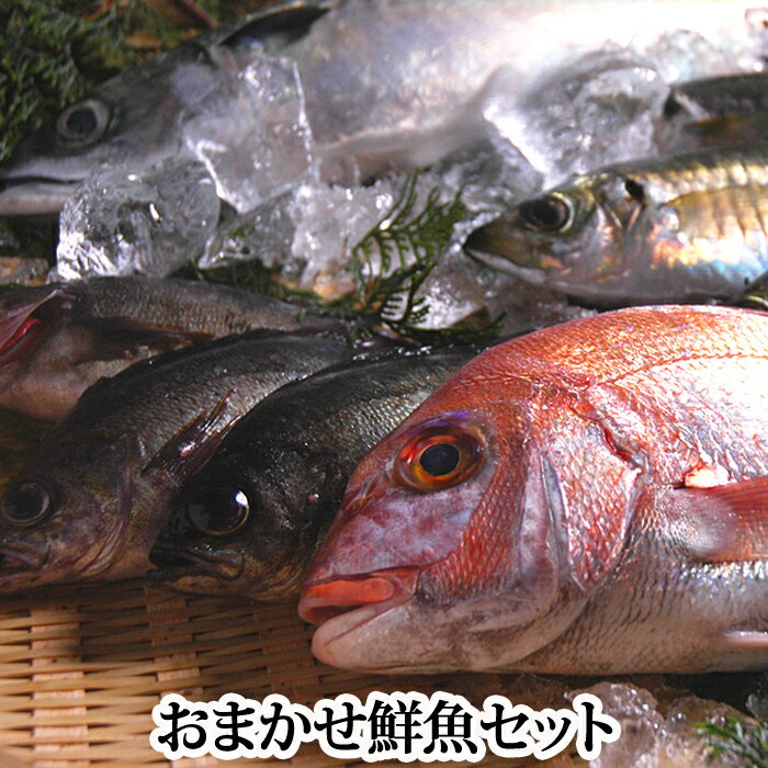 【父の日ギフトに！】瀬戸内海産の魚をメインに『おまかせ鮮魚セット』送料無料 刺身用サク、水洗い、..