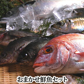 瀬戸内海産の魚をメインに『おまかせ鮮魚セット』送料無料 刺身用サク、水洗い、三枚おろしなどの下処理後、真空パックの状態でお届け！）（レシピ付き）（鮮魚 生魚 刺身ボックス 詰め合わせ）