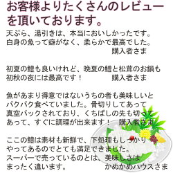 鱧瀬戸内海産600g、湯引き用の辛子酢みそつき、天ぷら、はもしゃぶにも(3〜4人前)活き締め(お中元)RCP