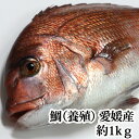 鯛 （ 養殖 ）1kg　瀬戸内海 愛媛県産 活き締め ( お食い初め 刺身 )