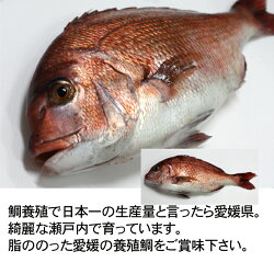 瀬戸内海産活き締め鯛(養殖)1kg【お食い初め】