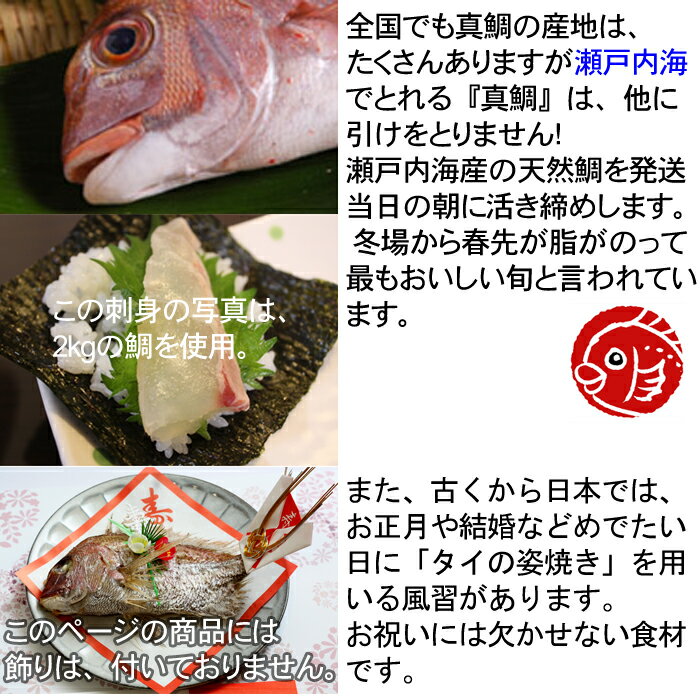 『天然鯛 約800g前後(瀬戸内海産)』(お食...の紹介画像3