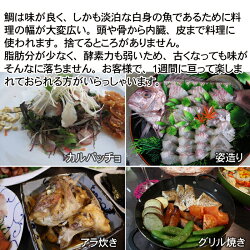 天然活け鯛瀬戸内海産1kg【地鎮祭に喜ばれているサイズです】