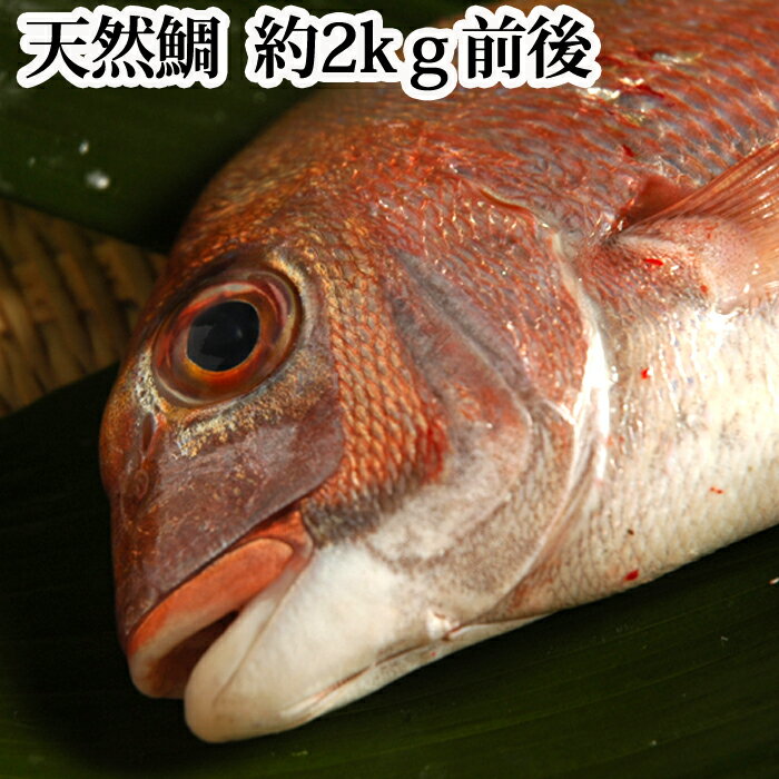 『天然鯛 1尾 約2kg前後 瀬戸内海産』【送料無料】(地鎮祭 お祝い 鯛 たい タイ 活き締め 刺身 塩釜焼き 結納)のサムネイル