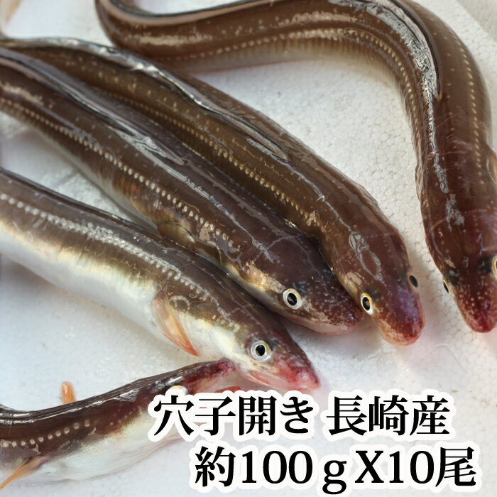 『穴子（あなご）開き（1尾100g前後 x 10本) 長崎県