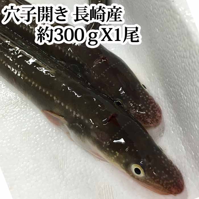 『穴子 (あなご) 開き 1尾 (300g前後) 長崎県産』(特大 アナゴ 国産 活き締め 生 寿司 ちらし 天ぷら てんぷら 蒲焼き 白焼き 丼ぶり 恵方巻 バーベキュー 串焼き)