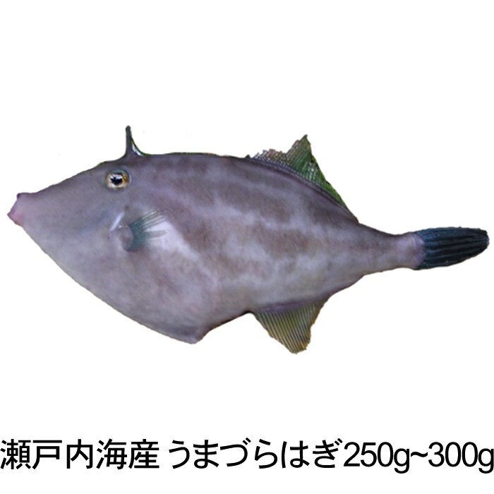 『活き締め うまづらはぎ 1尾 約250〜300g 煮つけ用 瀬戸内海産』(ウマヅラハギ 肝)のサムネイル