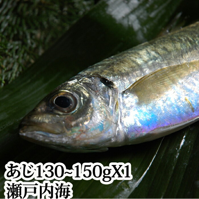 『アジ Sサイズ（150〜200g）瀬戸内海産』(鯵 あじ たたき 生)