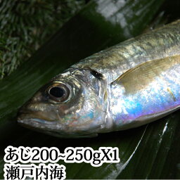 『瀬戸内海産 アジ Mサイズ（200〜250g）』（鯵 あじ 刺身）