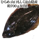 天然 ヒラメ 700g 山口県周防大島産 もしくは 山陰産 ( 平目 ひらめ 刺身 ) 天然 ヒラメ 700g 山口県周防大島産 もしくは 山陰産 ( 平目 ひらめ 刺身 )