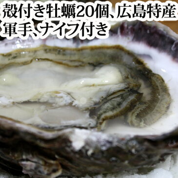 送料無料 広島特産「 かき小町 」　殻付き　牡蠣　20個入り、軍手、牡蠣牡蠣ナイフ付き カキ お歳暮 化粧箱 ギフト 用 広島 【smtb-KD】【楽ギフ_のし宛書】【楽ギフ_包装】【RCP】