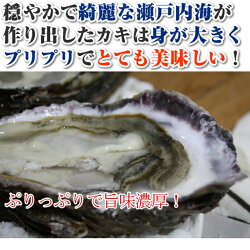早割価格送料無料お歳暮広島特産「かき小町」殻付き牡蠣30個入り、軍手、ナイフ付き