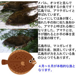 マコガレイ(アマテカレイまこがれい)400g